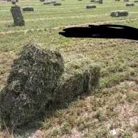 فروش یونجه