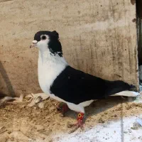 دوبال سیاه اصیل