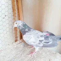 کفتر|پرنده|شهر ری, صفاییه (چشمه علی)|دیوار