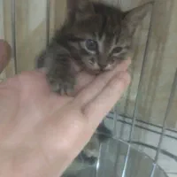 گربه نژاد پاسیاه میکس موگی د س چ DSH  Mixe Moggy