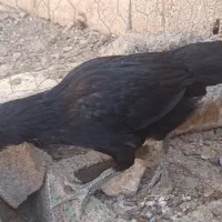 جوجه و تخم نطفه دار ایام سمانی