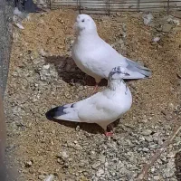 کفتر  جفت. کله دار