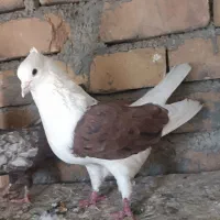 با سلام یه تعداد کفتر رنگ سالم سرحال