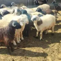 میش بز گاو چکی سرمایه گذاری