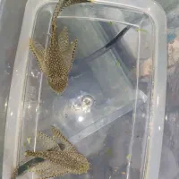 کت پوزه بوته ای باله بلند