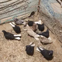 کبوتر