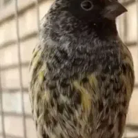 گلبسر نر معاوضه با قناری ماده رنگ روشن