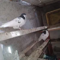 کفتر شهری گلدار نر گم شده دوتا دیگه هم هست