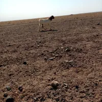 بزغاله نر 570