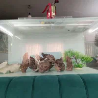 آکواریوم|ماهی|مشهد, امیریه|دیوار