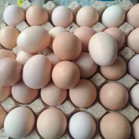 تخم مرغ محلی تازه تازه
