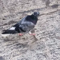 کبوتر|پرنده|سمنان, |دیوار