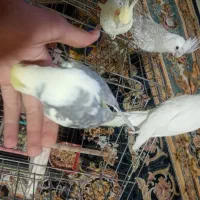 عروس هلندی