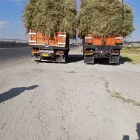 گیاه