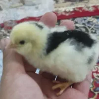 جوجه گلین