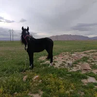 اسب نریان پر خون