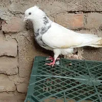 طوقی هفت رنگ