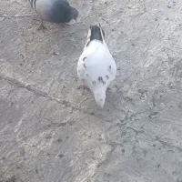 کبوتر|حیوانات|سنندج, |دیوار