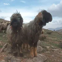 قوچ بختیاری اصیل