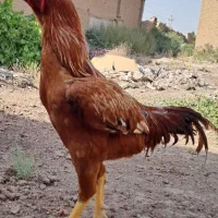 خروس لاری