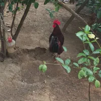 خروس و کبوتر نر