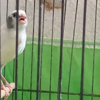 یک عدد قناری نریسر خوشرنگ عروسک