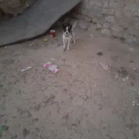 سگ پاکوتاه نر