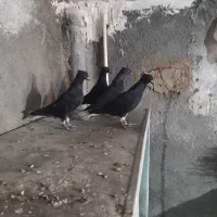 کبوتر کلاغ دم سفید