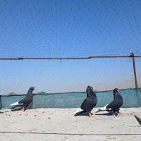 کبوتر بهبهانی ۶عدد