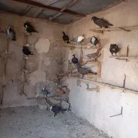 کفترپرشی