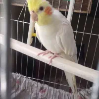 عروس هلندی ماده