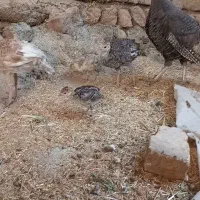 بوقلمون نروماده با جوجه