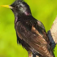 مرغ مینا سخنگوو