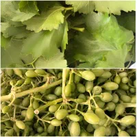 برگ مو تازه و غوره(نیم کیلو)