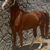 اسب نریان کره سهیل