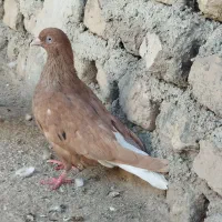 دم سفید . چینی