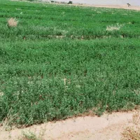 یونجه|خدمات باغبانی و درختکاری|شوش, |دیوار