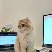 گربه بریتیش لانگ هیر ،دختر (۳۰ میلیون )