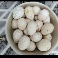 فروش تخم بوقلمون نطفه دار تازه وتخم غاز محلی