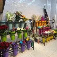 کارخانه عالین/ د کوورر گل فروشی