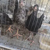 جوجه مرغ
