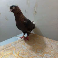 کفتر
