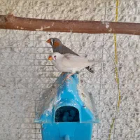 فروش۲عدد فنچ نروماده ویه عدد عروس ماده