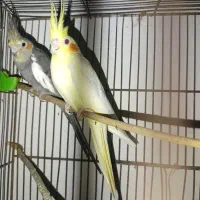 یک جفت عروس هلندی