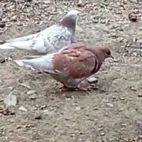 کبوتر