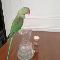 شاه طوطی اسکندر