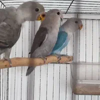 طوطی برزیلی وایت فیس