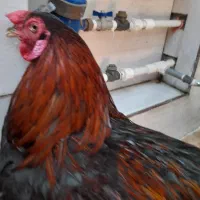 خروس افغانی