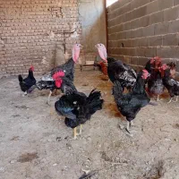 مرغ و خروس و بوقلمون