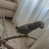 کاسکو سخنگو نر ۲۰ کلمه حرف میزنه